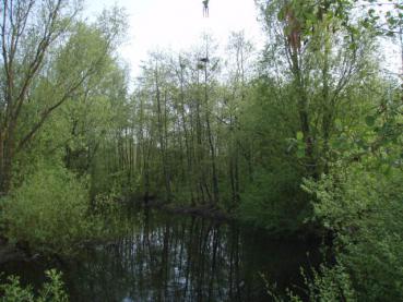 Schwarzerle oder Roterle, Alnus glutinosa