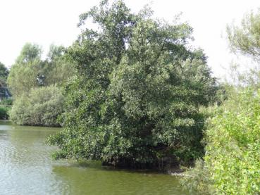 Alnus glutinosa als Uferbepflanzung