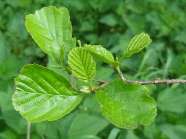 sommergrüne Blattfärbung der Alnus glutinosa