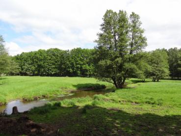 auch auf feuchtem Untergrund fühlt sich die Alnus glutinosa wohl