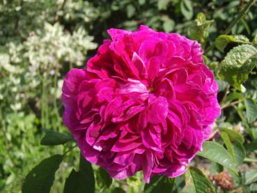 Die historische Strauchrose Charles de Mills