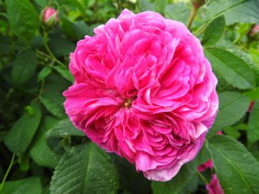 Gefüllte Blüte der Rosa gallica Charles de Mills