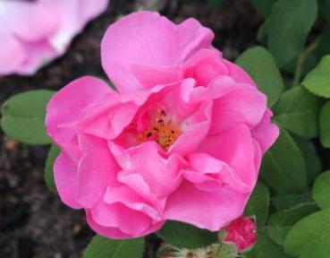 Rosarote Blüte der Apothekerrose