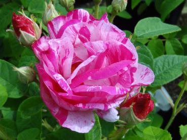 Blüte von Rosa gallica Versicolor