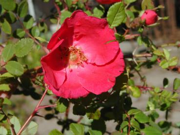 Rosa moyesii Geranium