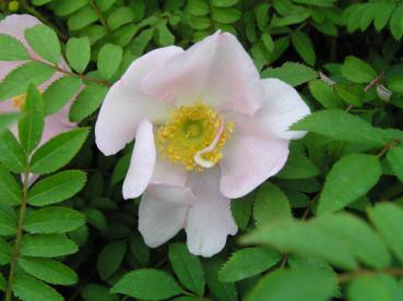 Zart-rosa blüht die Kastanienrose