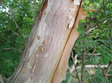 Schöne Rinde bei Rosa roxburghii