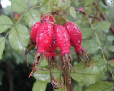 Rosa sweginzowii Macrocarpa - Großfrüchtige Wildrose