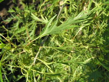 Alnus glutinosa Imperialis - Flikbladig klibbal