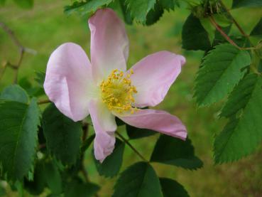 Einfache rosa Blüten im Mai - Vitaminrose PiRo 3