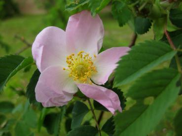 Die einfachen Blüten der Vitaminrose sind für Bienen interessant.