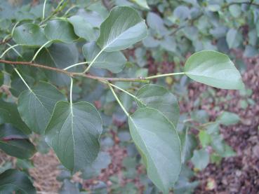 Alnus cordata