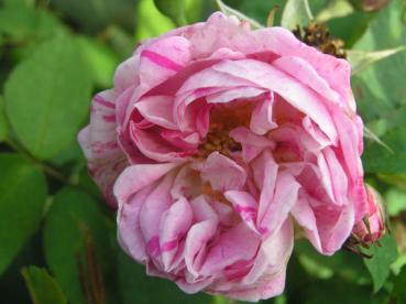 Rosa bis rötliche Blüten der Rosa Honorine de Brabant