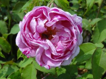 Rosa Honorine de Brabant hat Blüten mit angenehmen Duft