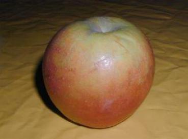 Apfel - Holsteiner Cox