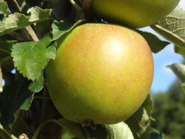 Holsteiner Cox - großer Tafelapfel mit leichter Rötung