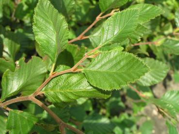 Alnus rugosa - Nordamerikanische Erle