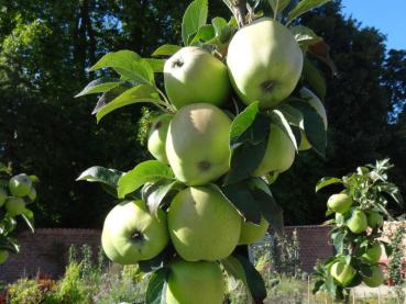 Heranreifende Früchte des Apfels Gloster 69