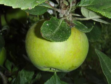 Apfel - Goldparmäne