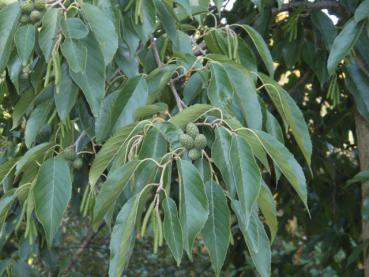 Großblättrige Erle, Purpurerle - Alnus spaethii