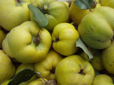 Aufnahme aus dem Oktober: Konstantinopeler Apfelquitte
