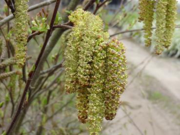 Kätzchen in Nahaufnahme der Alnus viridis