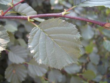 Grünerle oder Straucherle - Blatt