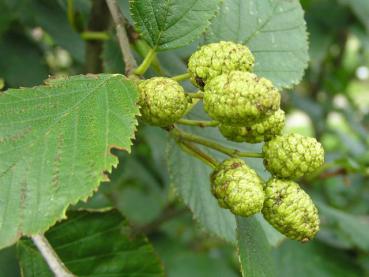 Die reifenden Früchte von Alnus viridis