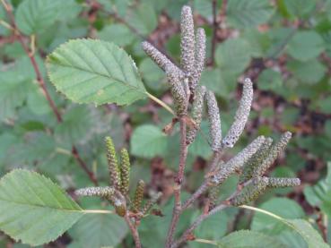 Männliche Blüten der Grünerle im Herbst