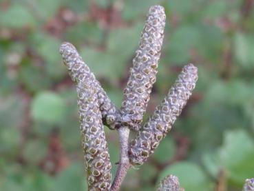 Noch geschlossene Blütenkätzchen von Alnus viridis