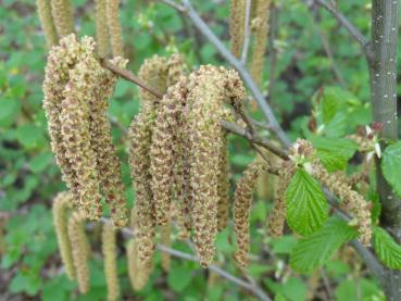 Geöffnete Männliche Blütenkätzchen der Alnus viridis