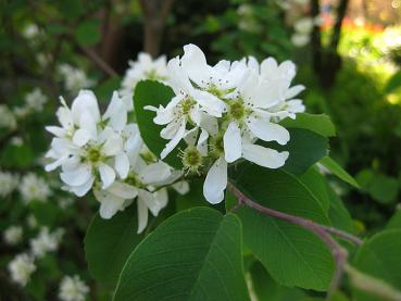 Erlenblättrige Felsenbirne - zarte weiße Blüten