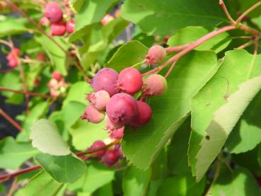 Heranreifende Beeren der Saskatoonbeere