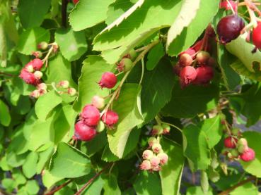 Die Saskatoon-Beere trägt zahlreiche Früchte