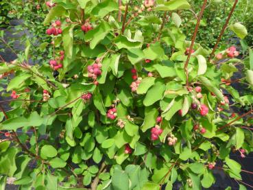 Saskaton mit heranreifenden Beeren im Sommer