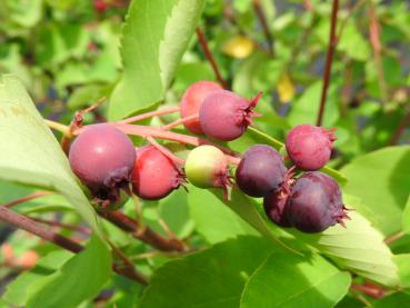 Die Saskatoon-Beeren sind sehr gesund.