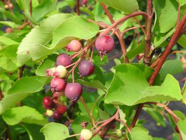 Auch Vögel lieben die leckeren Saskatoon-Beeren