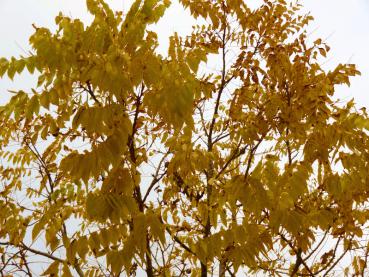 Gelbes Herbstlaub der Juglans nigra