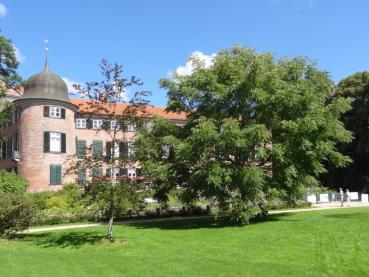 Die Schwarznuss als großer Parkbaum