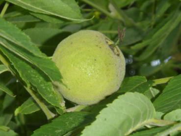 Reifende Frucht bei Juglans nigra im August