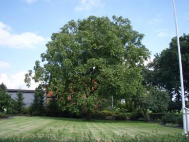 Juglans regia - Walnuss