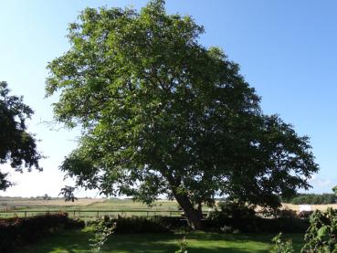 Der Habitus von Juglans regia