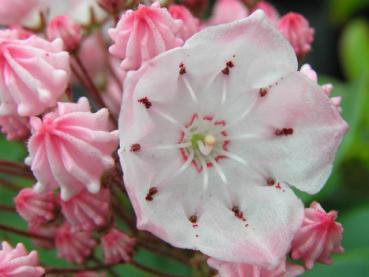 Kalmia latifolia - Berglorbeer