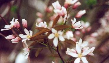 Baumfelsenbirne - weiß-rosa Blüten im April