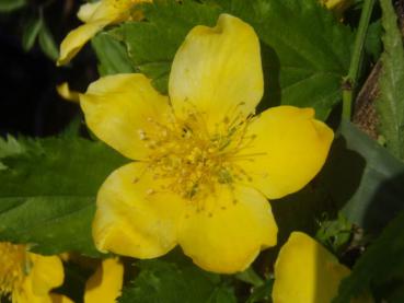 Einzelblüte von Kerria japonica