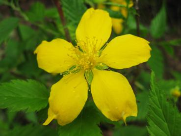 Ranunkelstrauch - Zierstrauch mit gelben Blüten