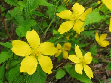 Gelbe Blüten des Ranunkelstrauchs