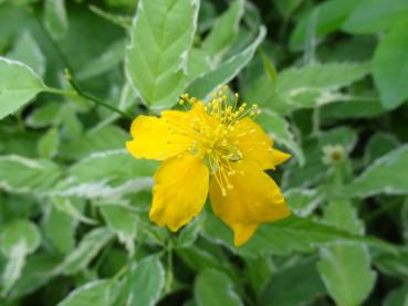 Weißbunter Ranunkelstrauch - Kerria japonica Picta