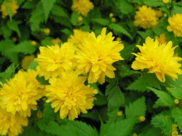 Gefülltblühender Ranunkelstrauch zeigt seine gelben Blüten