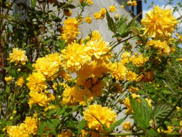 Gelbe Blütenpracht im Frühjahr, Kerria japonica Pleniflora